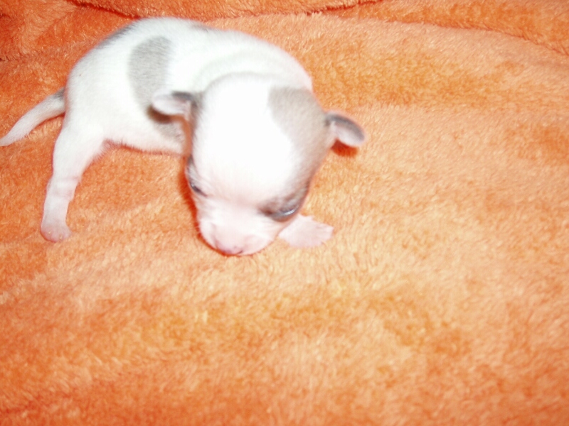 1.5.2011-der Schecke