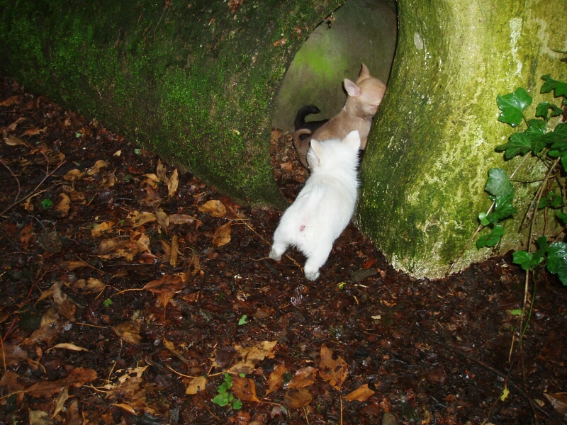 12.6.2011-C-Babys im Waldtunnel