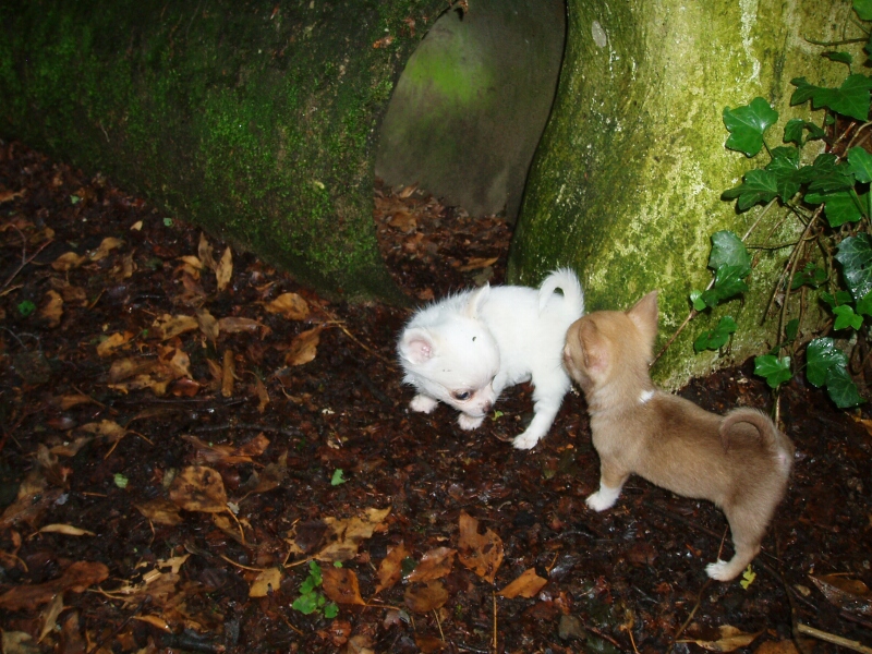 12.6.2011-Clara und Conchita vor dem Waldtunnel