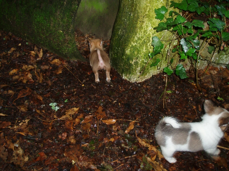 12.6.2011-Conchita und Clarissa im Waldtunnel