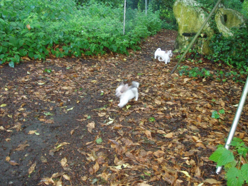 12.6.2011-im Wald toben ist das Grte