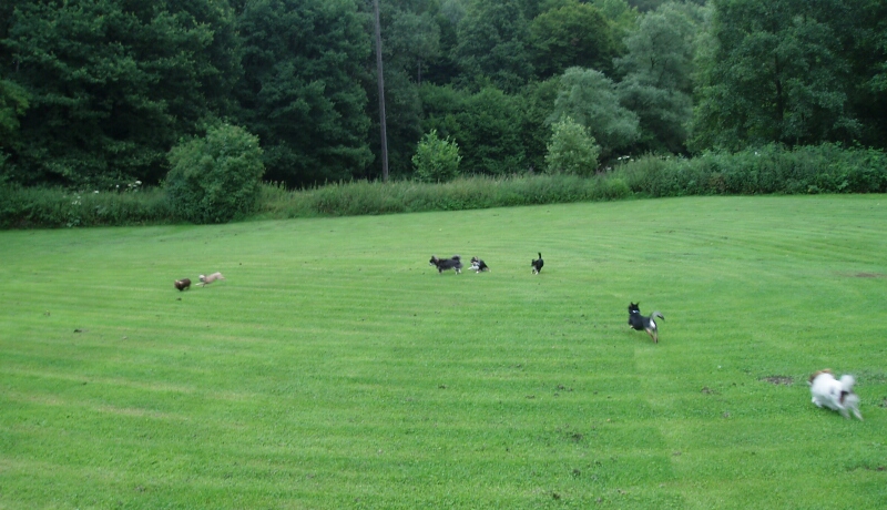17.7.11-Chis auf Platz