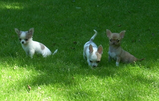 27.6.2011-Clarissa, Casanova und Conchita