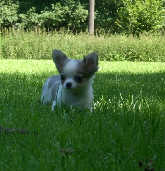 27.6.2011-Clarissa liegt schn in der Wiese