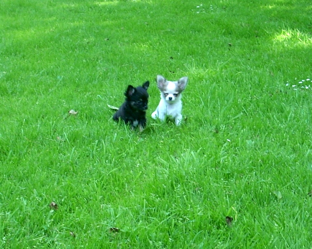 27.6.2011-Pedro und Clarissa sitzen auf Wiese