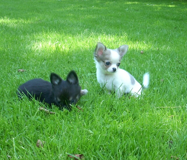 27.6.2011-Pedro und Clarissa werden mde