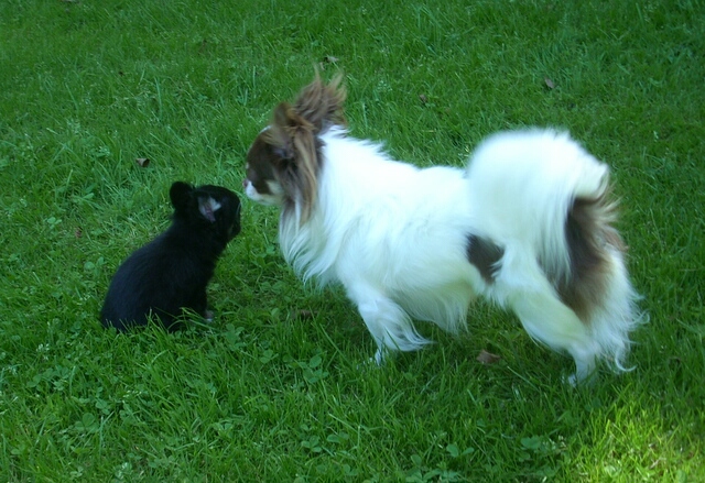 27.6.2011-Pedro und Urmel
