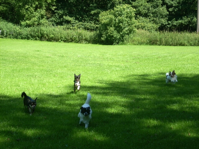 27.6.2011-Schoki, Bonita, Blanca und Urmel