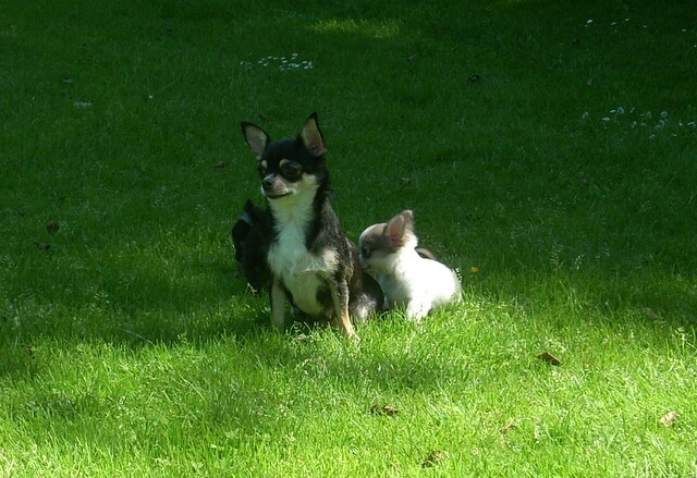 27.6.2011-stolze Mama Schoki mit Babys