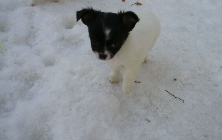 6.1.2011-Blanka im Schnee-gro