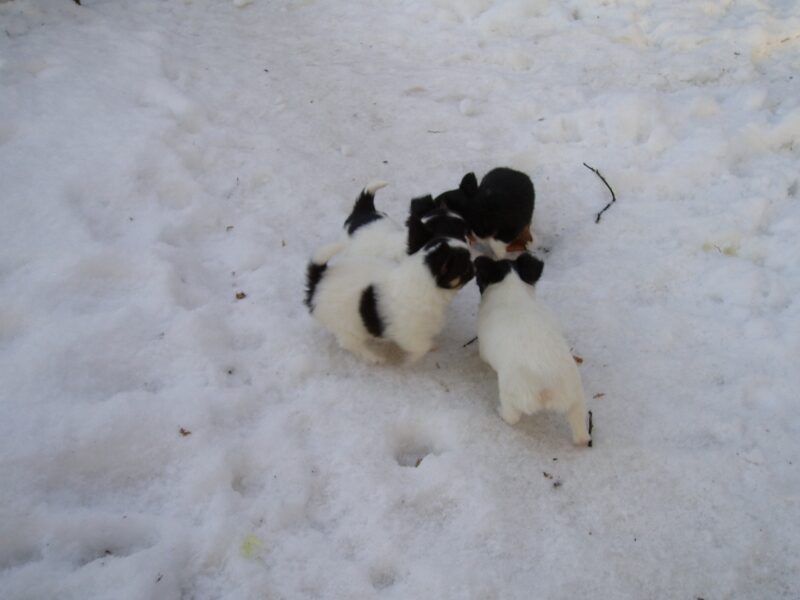 6.1.2011-vierer Besprechung im Schnee