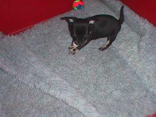 Amigo-Huch der Ball ist weg-9-6-2009