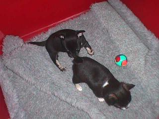 Amigo und Spot-9-6-2009