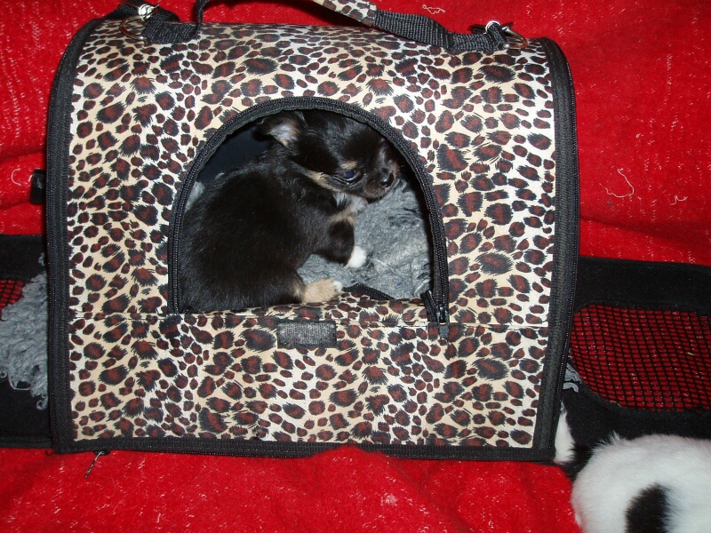 B-Baby Bonita in Tasche-29.12.2010