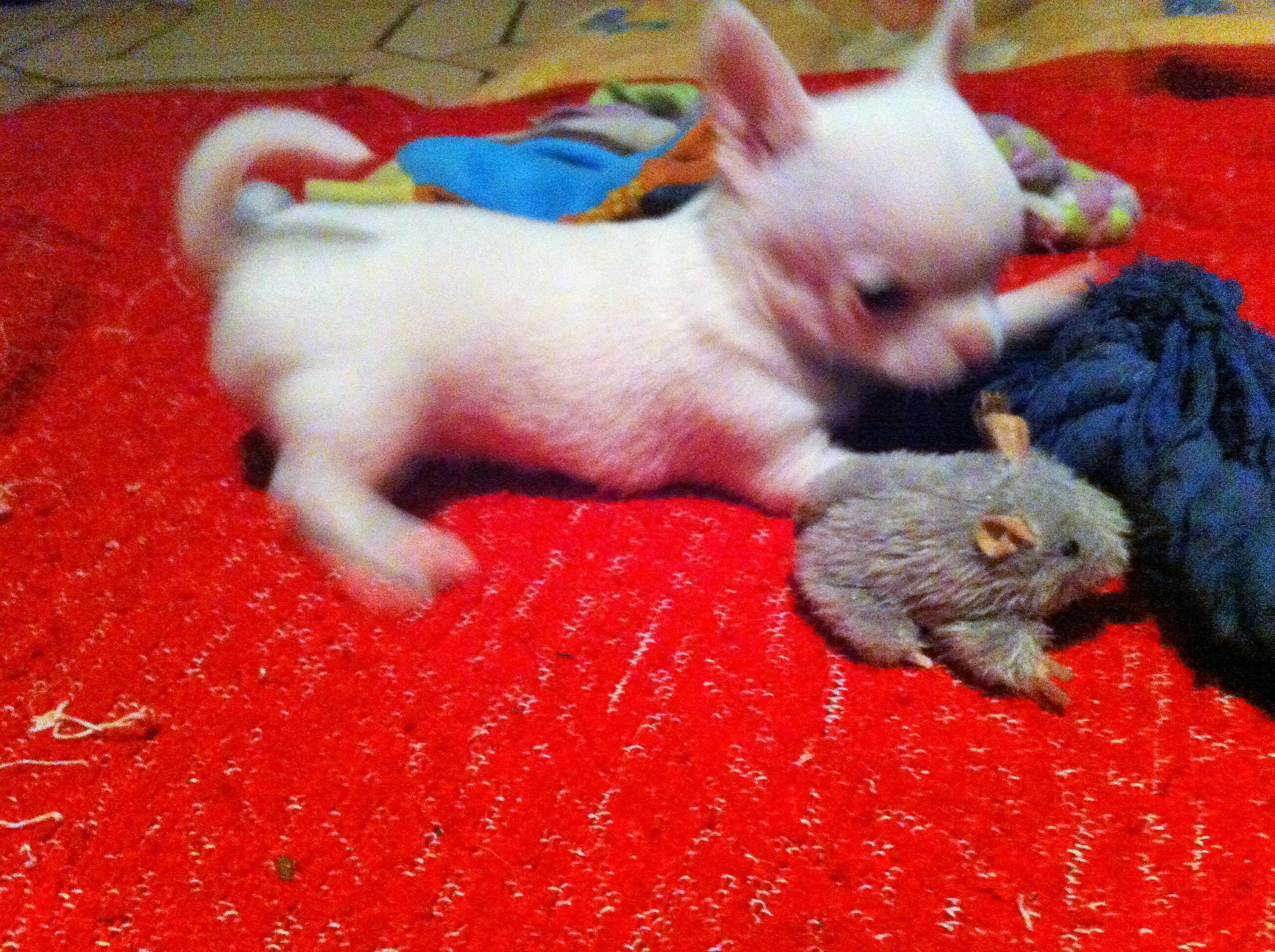 Holly mit Maus