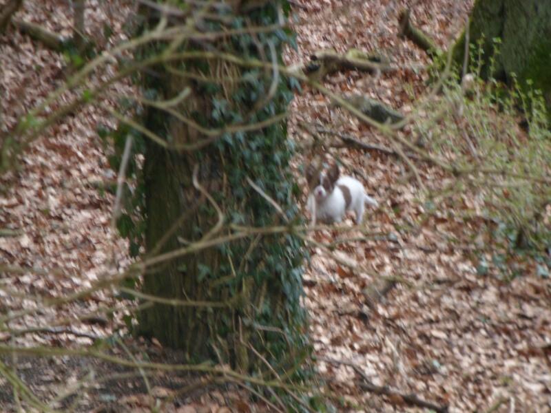 Picasso im Wald-14.4.2013