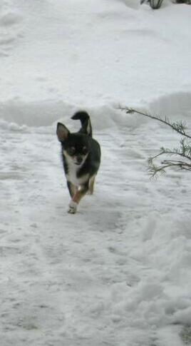 Schoki rennt im Schnee