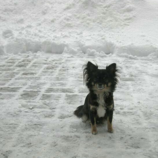 Speedy sitzt in viel Schnee