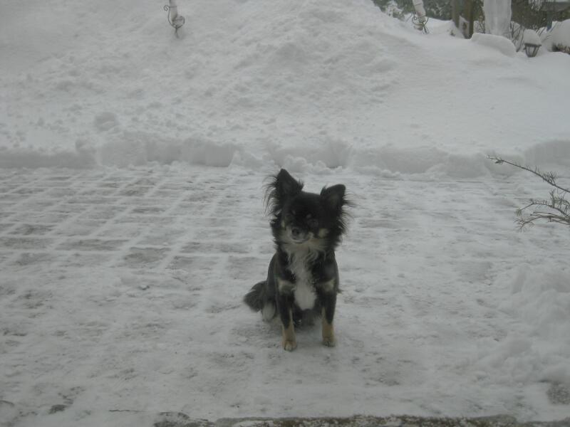 Speedy und Schoki im Schnee_02