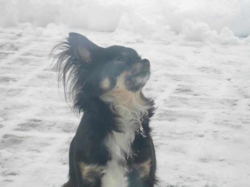 Speedy und Schoki im Schnee_05