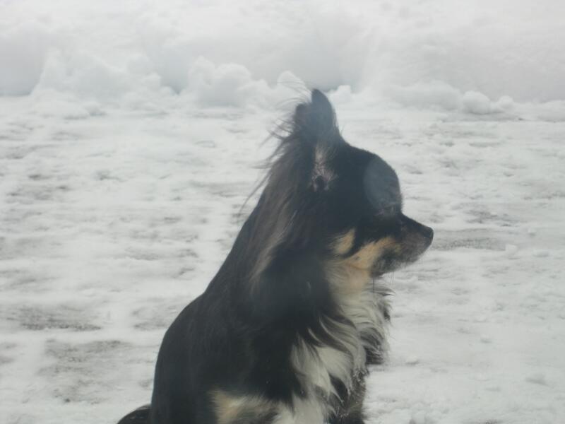 Speedy und Schoki im Schnee_06