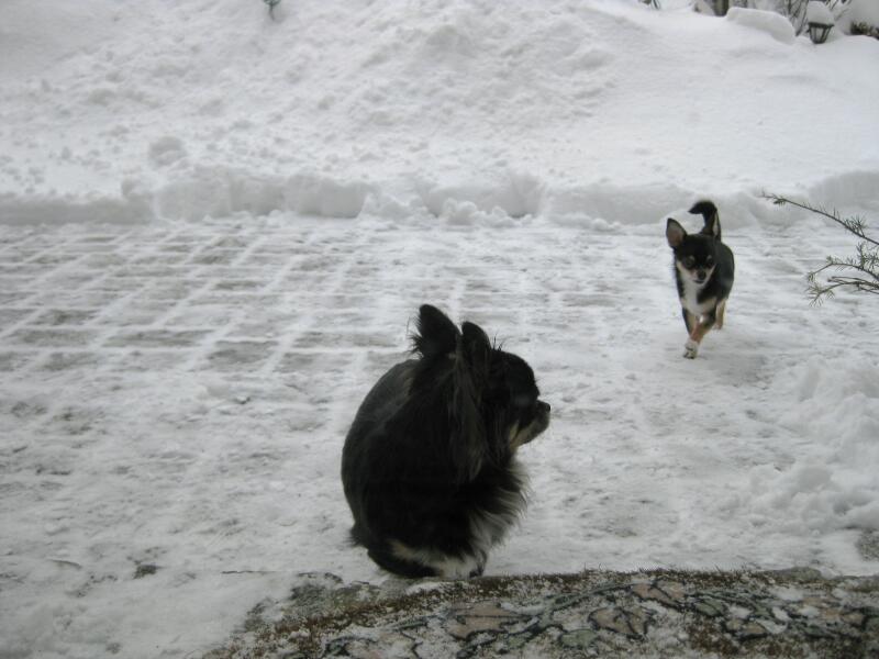 Speedy und Schoki im Schnee_08