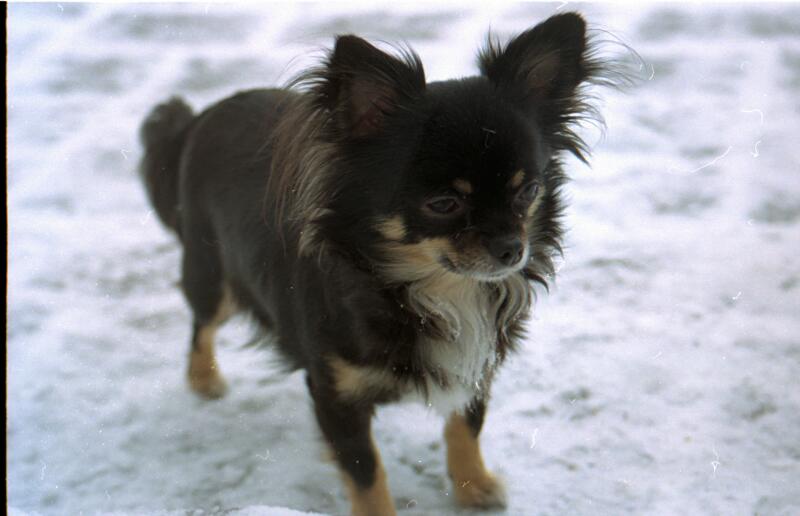 Speedy und Schoki im Schnee_12
