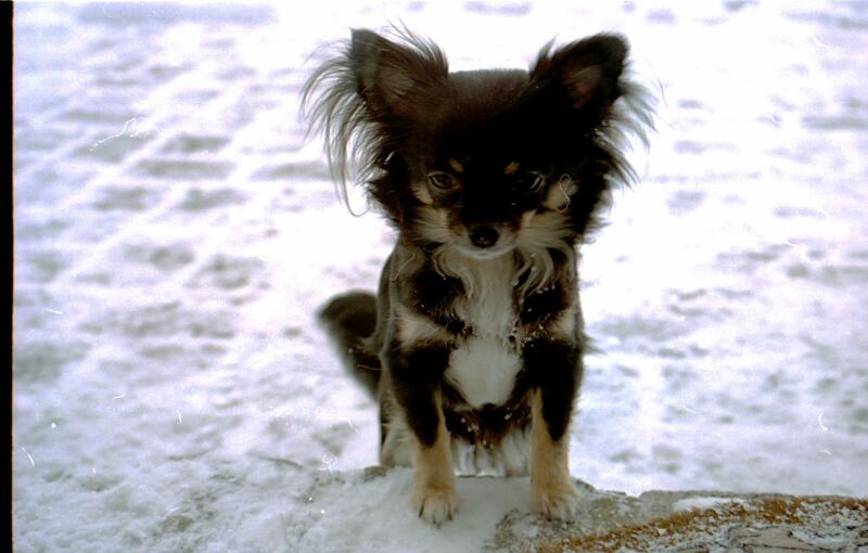 Speedy und Schoki im Schnee_13