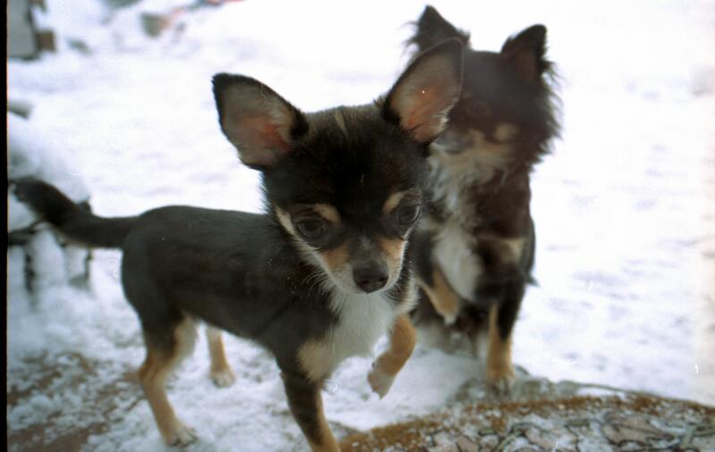 Speedy und Schoki im Schnee_14